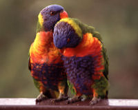 Rainbow lorikeet