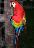 Scarlet macaw