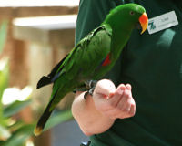 Eclectus parrot