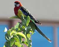 Eastern rosella