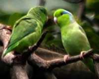 Pacific parrotlet