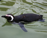 Magellanic penguin