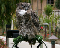 Great horned owl