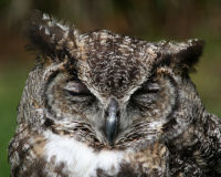 Great horned owl