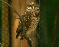 Burrowing owl