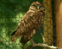 Burrowing owl