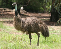 Emu