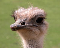 Ostrich