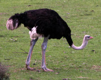 Ostrich