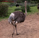 Ostrich