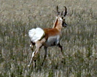 Pronghorn