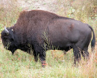 American Bison