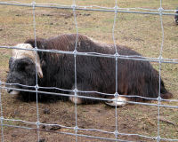 Musk ox