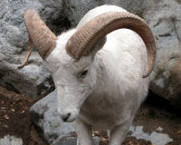 Dall sheep