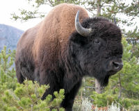 American Bison