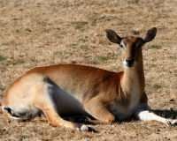 Lechwe