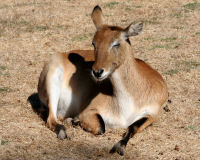 Lechwe