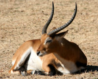 Lechwe