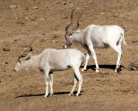 Addax