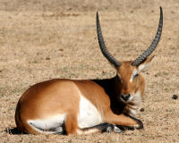 Lechwe