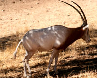 Scimitar oryx