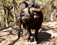 African Buffalo