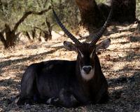 Nyala