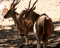 Common Eland