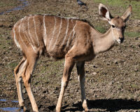 Lesser kudu