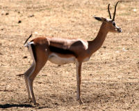 Springbok