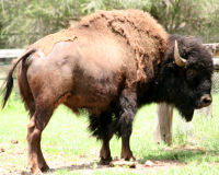 American Bison