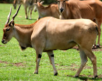 Common Eland