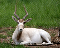 Addax