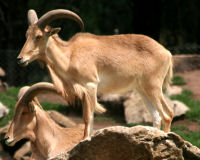 Barbary sheep