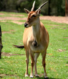 Common Eland