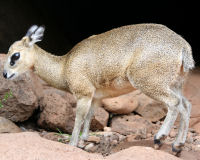 Gunther's Dik-dik