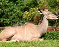 Greater Kudu