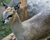 Gunther's Dik-dik