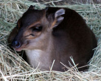 Blue Duiker