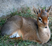 Common Duiker