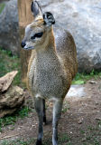 Gunther's Dik-dik