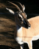 Soemmerring's Gazelle