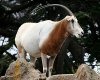 Scimitar oryx