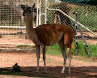 Guanaco