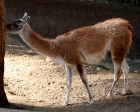 Guanaco