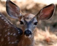 Mule deer