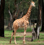 Giraffe