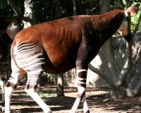 Okapi