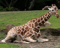 Giraffe