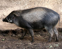 Visasyas Warty pig